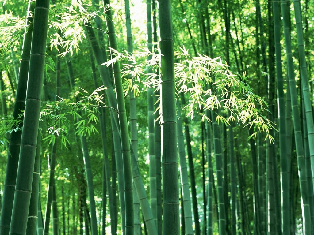 Beautiful Wallpaper For Desktop Bamboo Tree HD