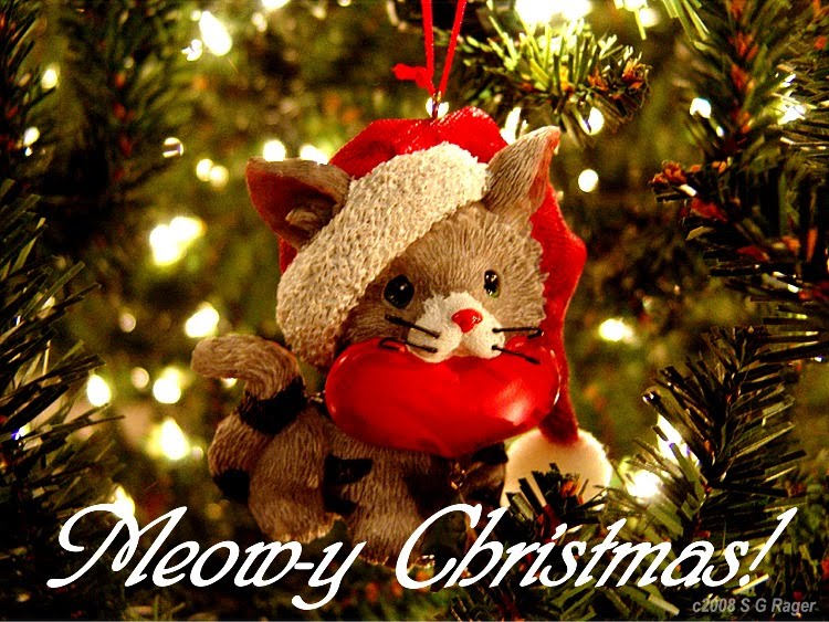Christmas Cat Desktop Wallpaper Xmas Pets