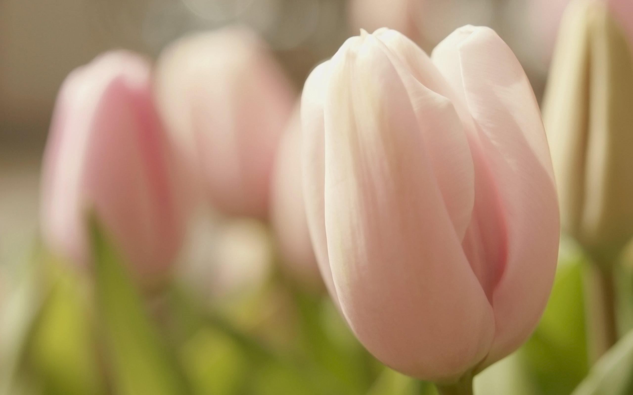 Download wallpapers tulips pink tulips flower field one tulip