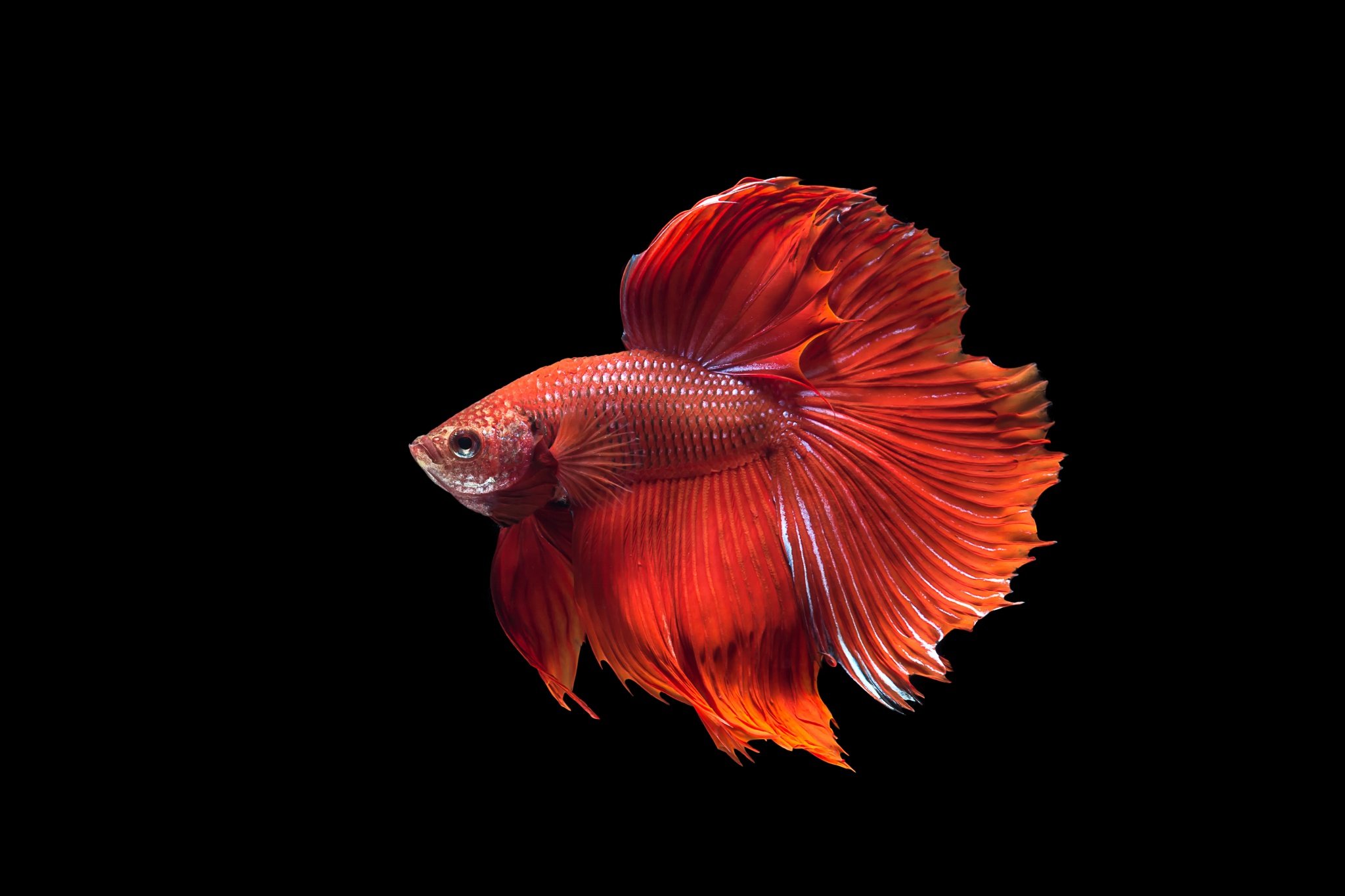 Betta Siamese Fighting Fish Colorful Tropical Wallpaper