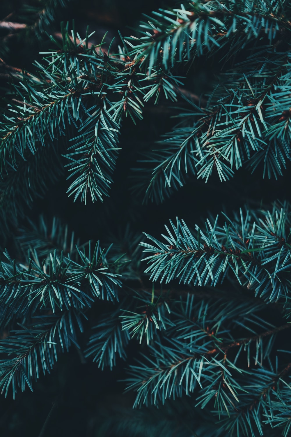 Closeup Photo Of Green Christmas Tree Image
