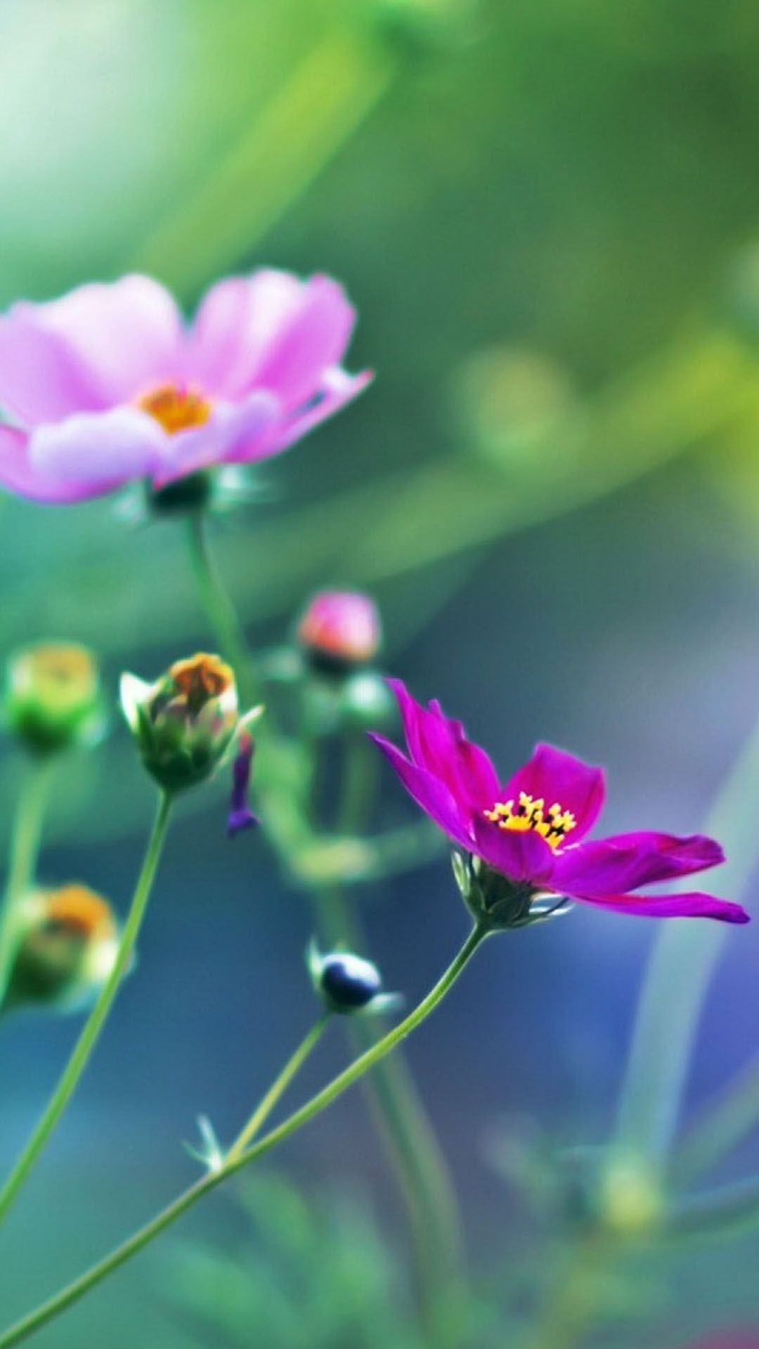 Flowers Mobile Wallpaper