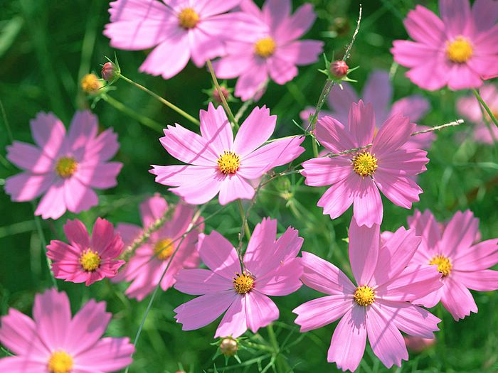 Colorful Cosmos Flowers Wallpaper Wide HD