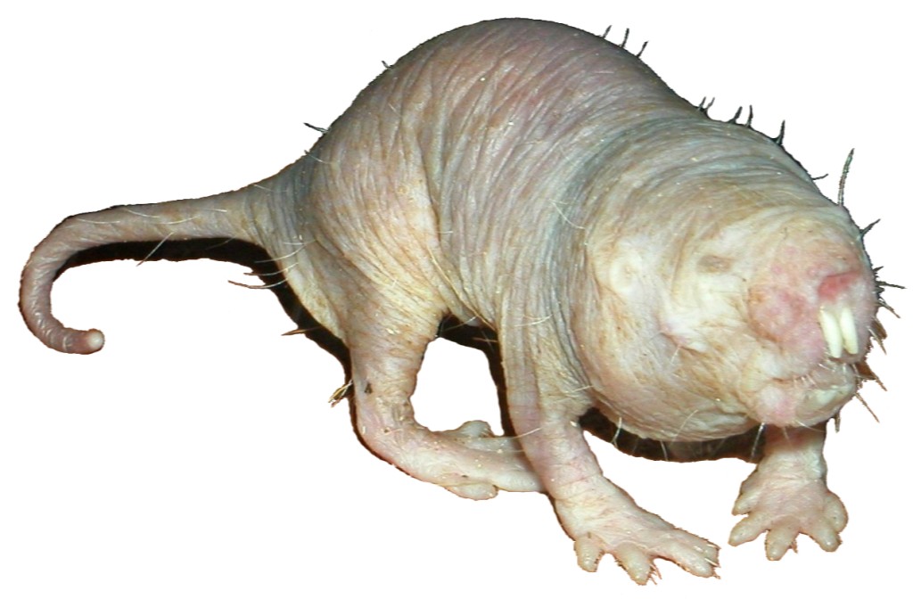 Description Naked Mole Rat Extracted On White Background Jpg