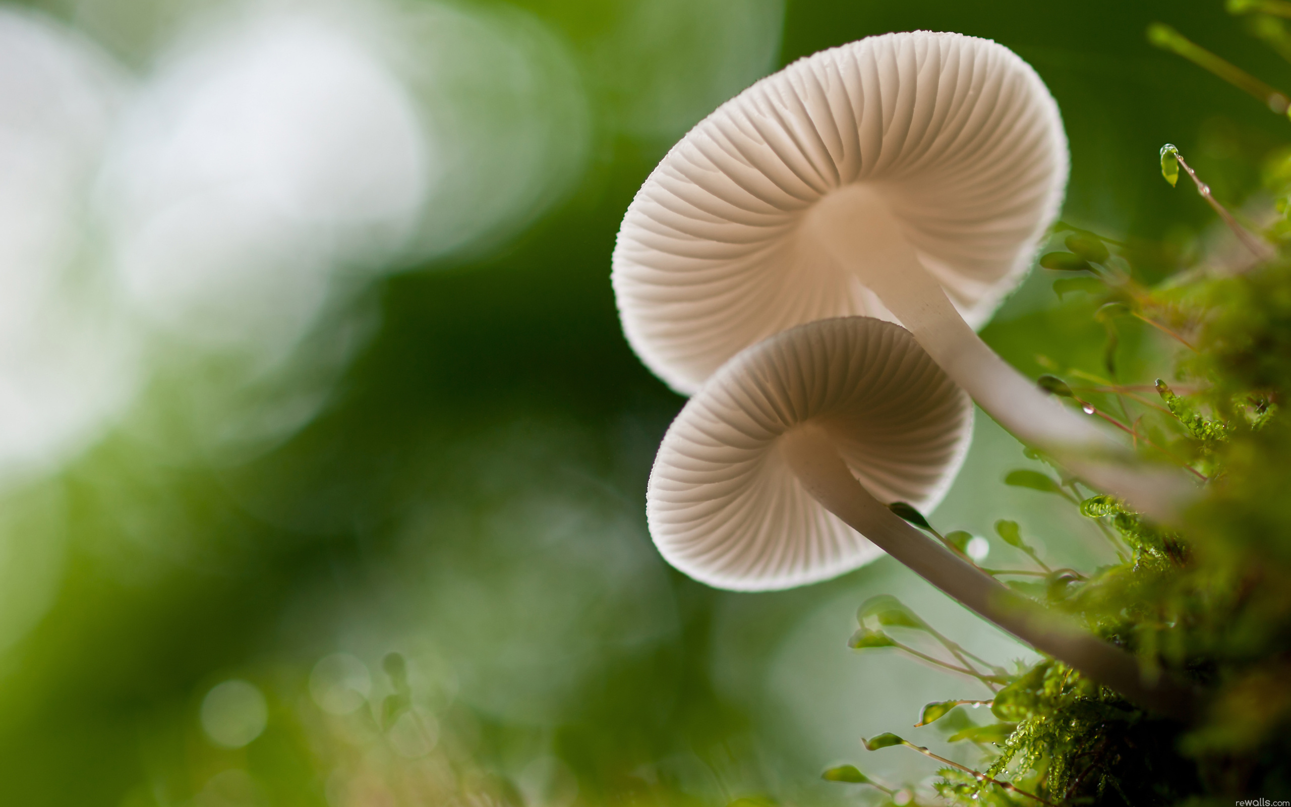 Mushroom Wallpaper And Background Image