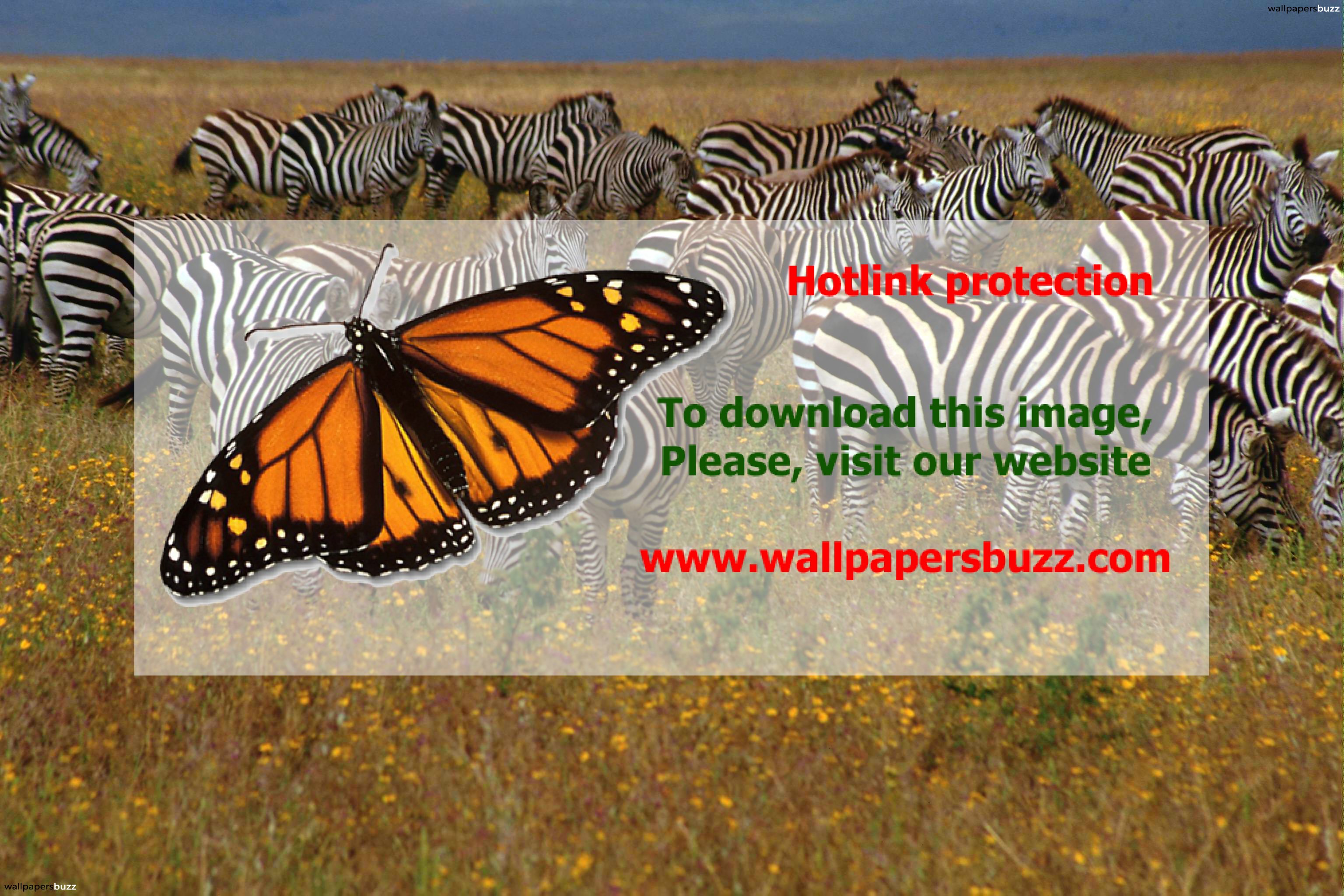 A Herd Of Zebras HD Wallpaper