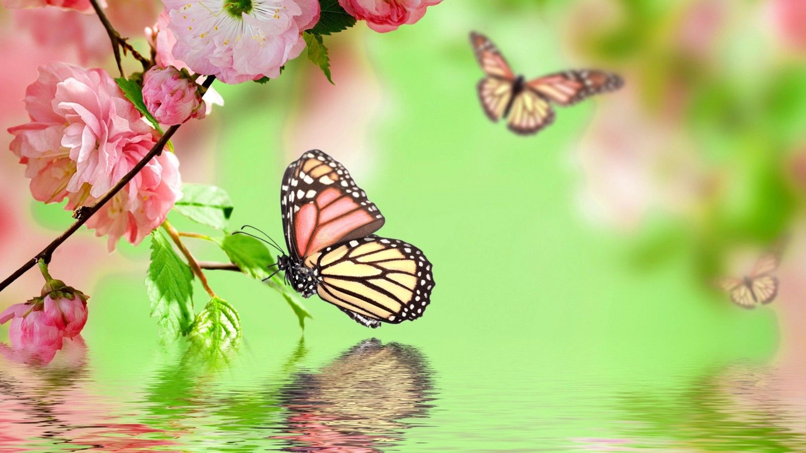 Desktop Butterfly Wallpaper HD For Pc
