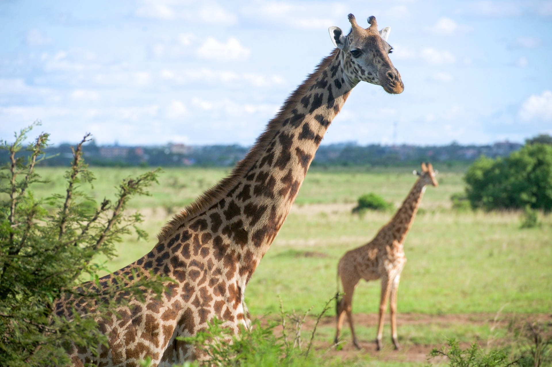 African Animals Wallpaper
