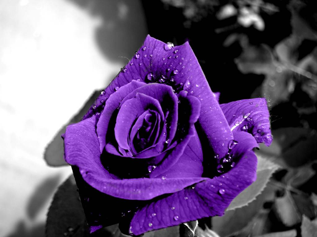 A close-up of a vibrant purple rose with water droplets, set against a desaturated background