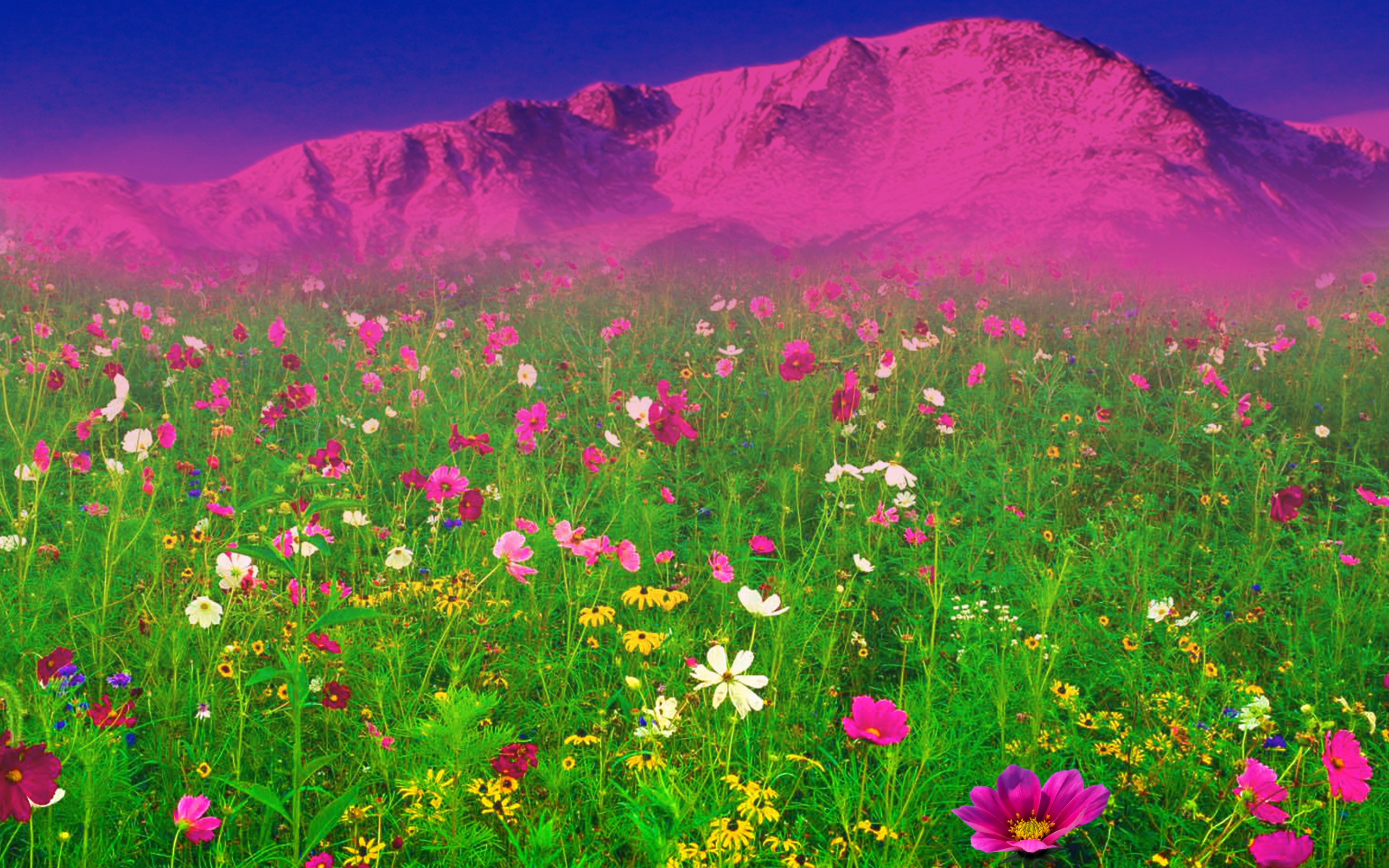 Dream Spring Field Of Flowers Wallpaper HD