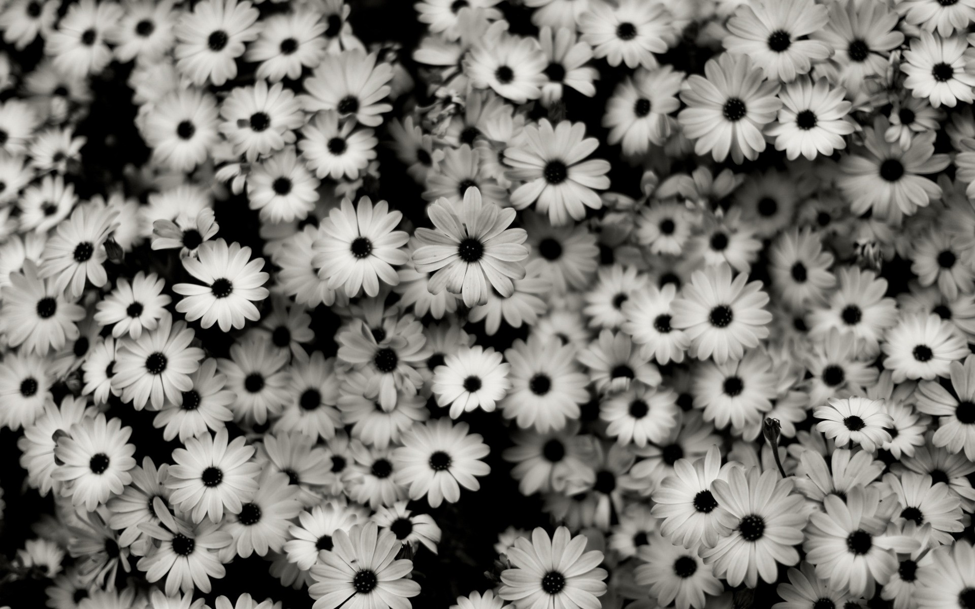 Black And White Daisy Wallpaper White daisy wallpaper