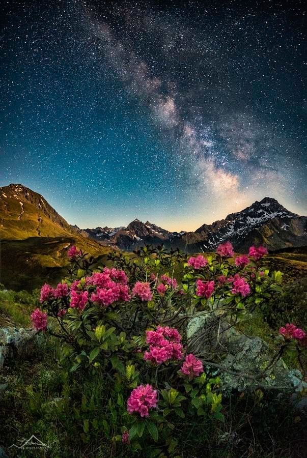 Stars And Flowers Austrian Alps By Nicholas Roemmelt On 500px Ff