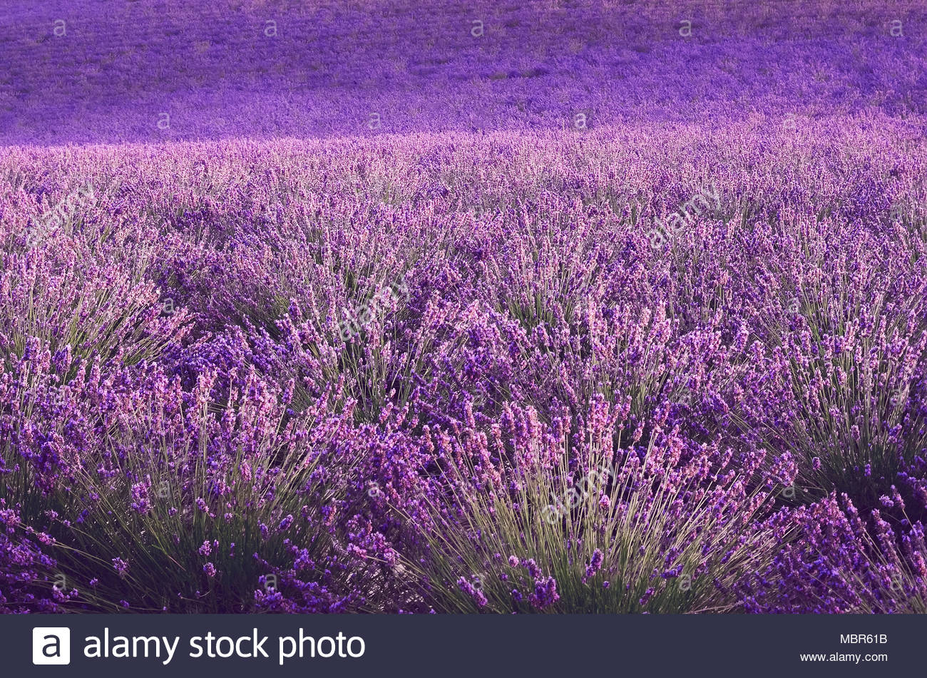 Lilac Lavender Field Summer Landscape Near Valensole In Provence