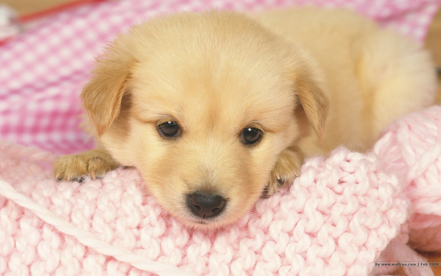 Puppy Wallpaper Lovely Puppies Photos No
