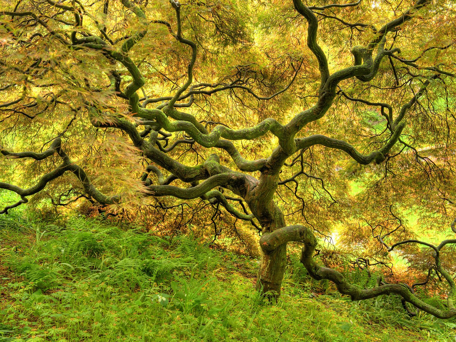 Most Beautiful Pictures From Nature Trees By