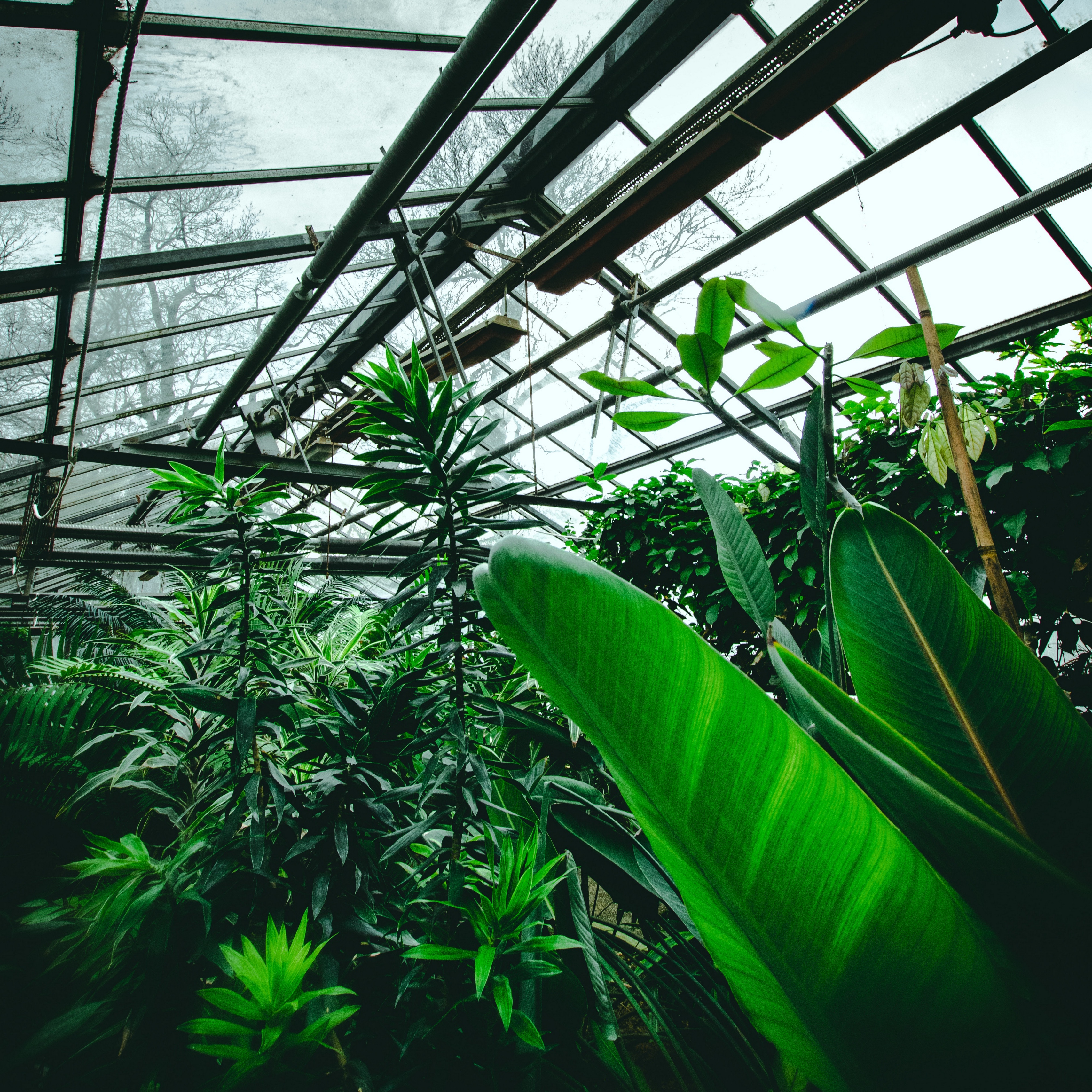 Wallpaper Greenhouse Plants Tropical Leaves