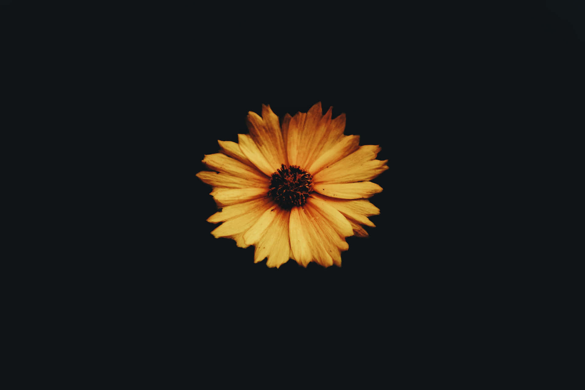 A Stunning Dark Sunflower In All Its Glory Wallpaper