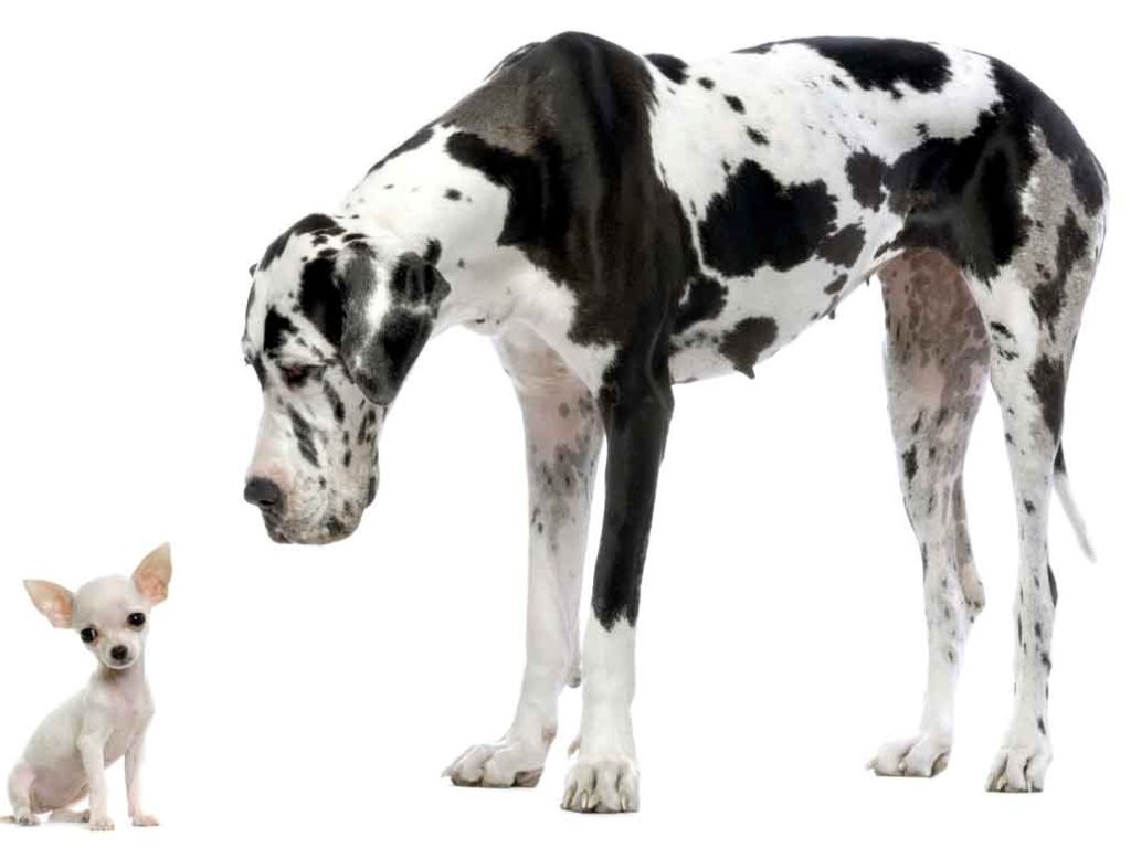 Great Dane with Chihuahua pc wallpaper