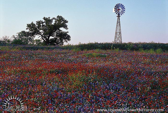 Wildflowers Windmill Highlights Texas Bluebons