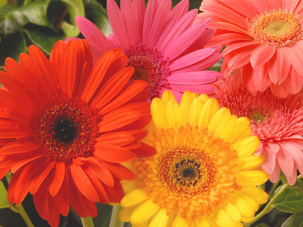 Tag Orange Gerbera DaisyFlowers Wallpapers Backgrounds Photos
