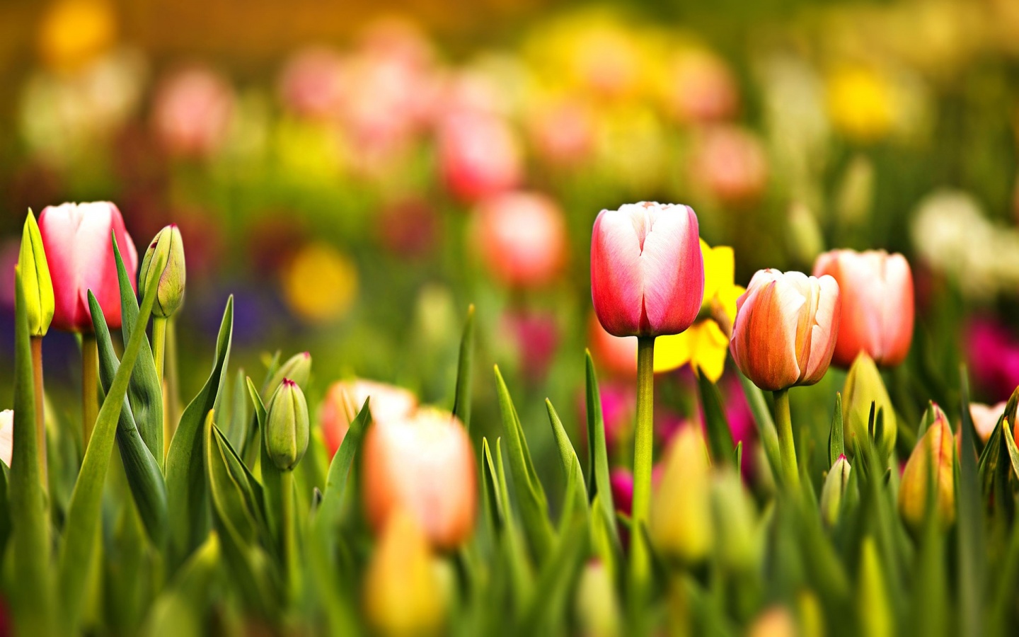 Multicoloured Spring Tulips Desktop Pc And Mac Wallpaper