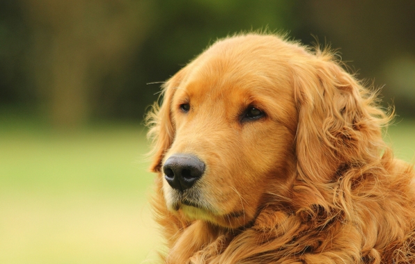 Golden Retriever Dog Snout Portrait Wallpaper