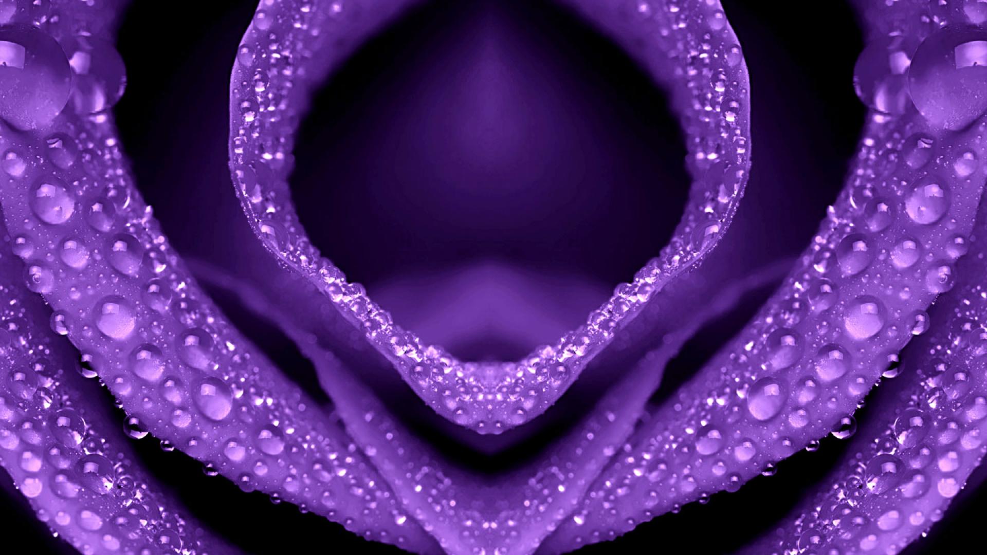 HD Wallpapers 1080p Purple Rose