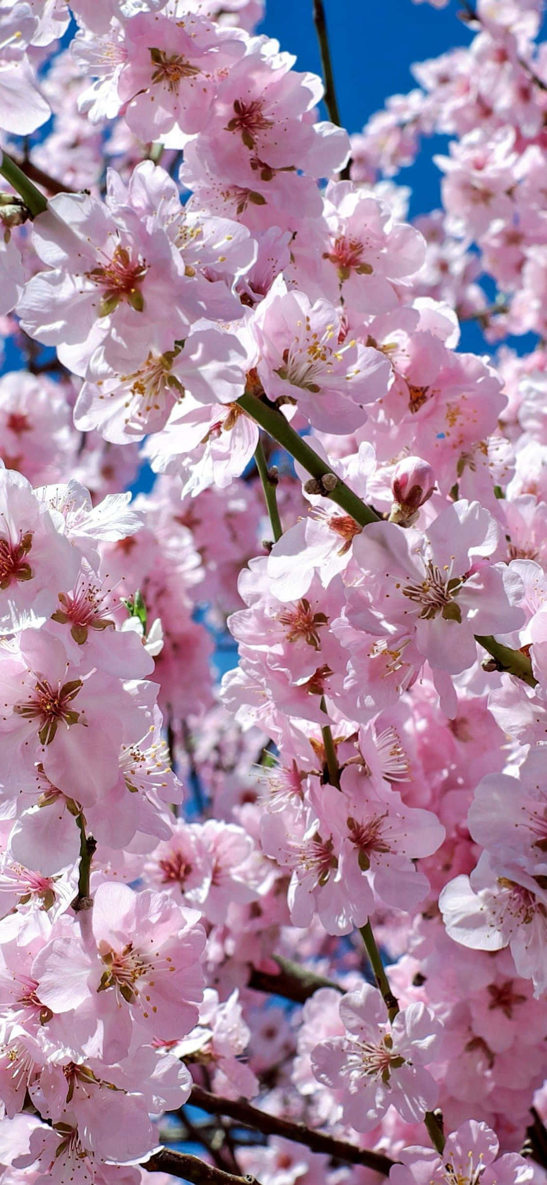 Japanese Pink Wallpaper