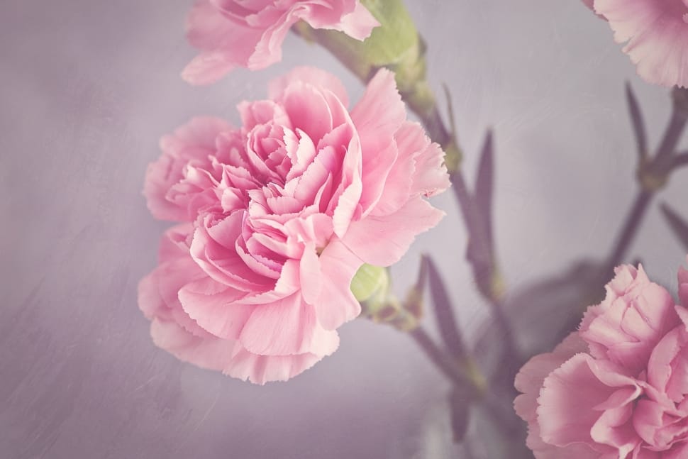 Pink Carnation Flower Image