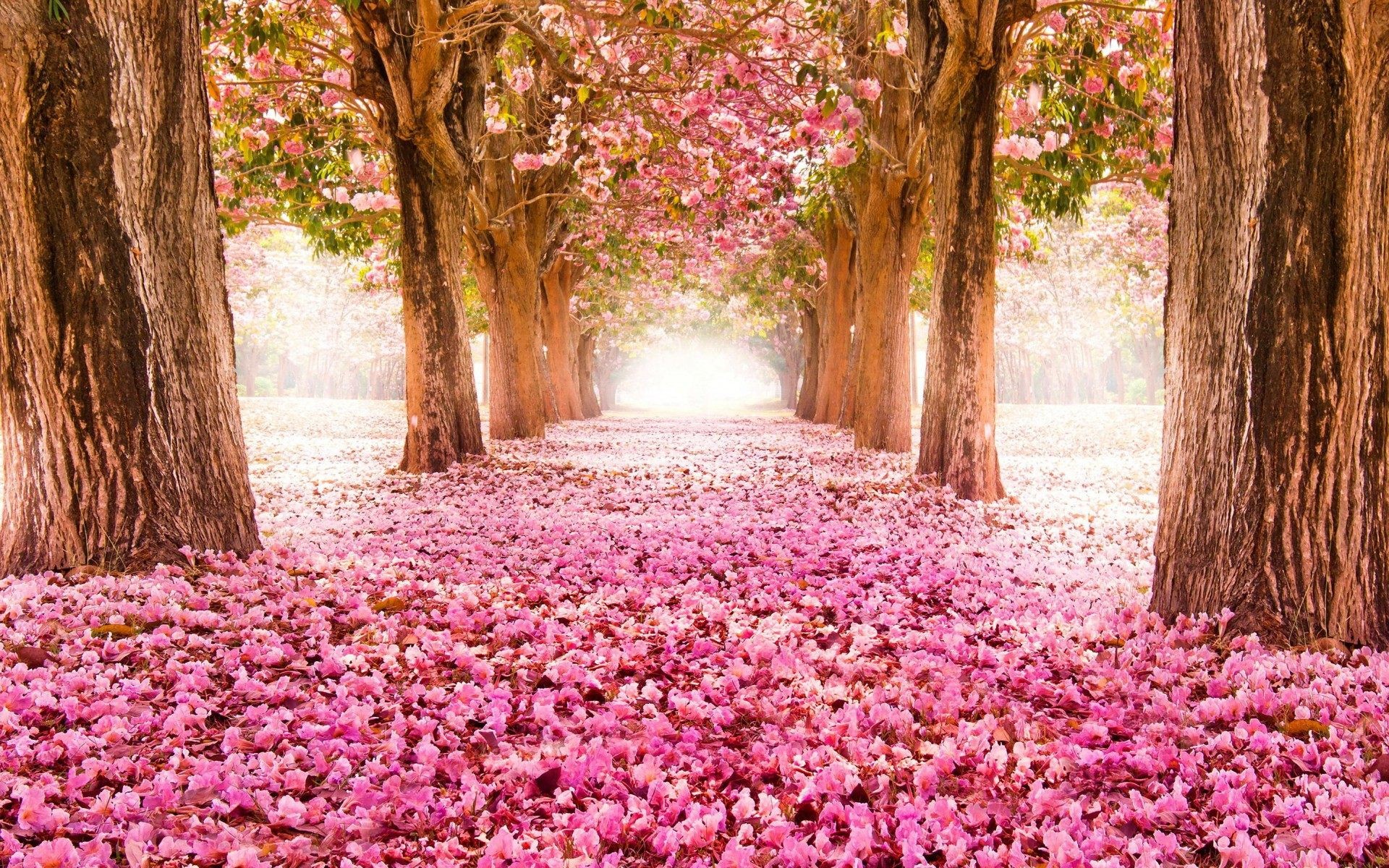 Pink Blossom Flowers Spring Tree HD Wallpaper Desktop