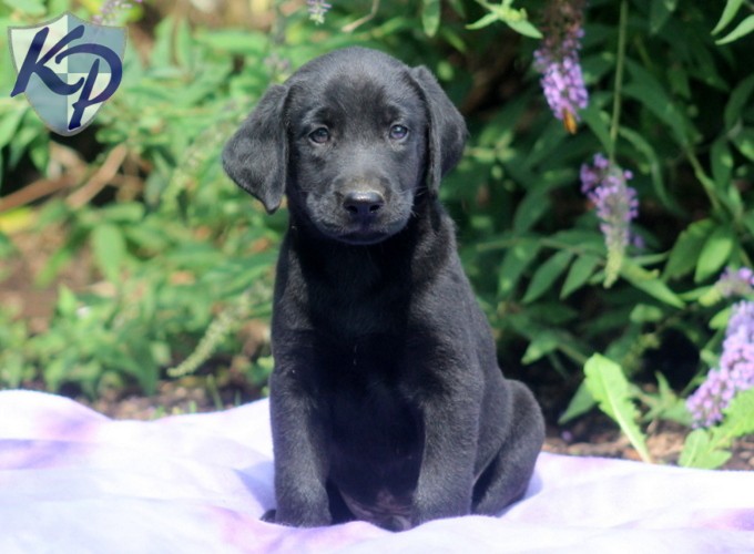 Labrador Retriever Black Puppies For Sale Keystone