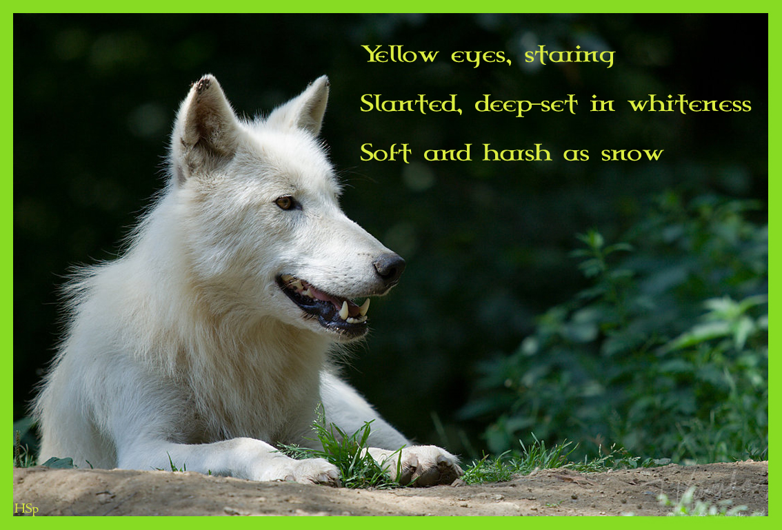 Arctic Wolf Poem Wallpaper