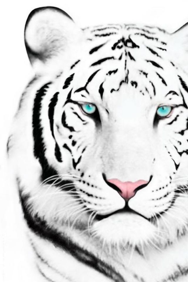 White Tiger Iphone Wallpaper by supamade09