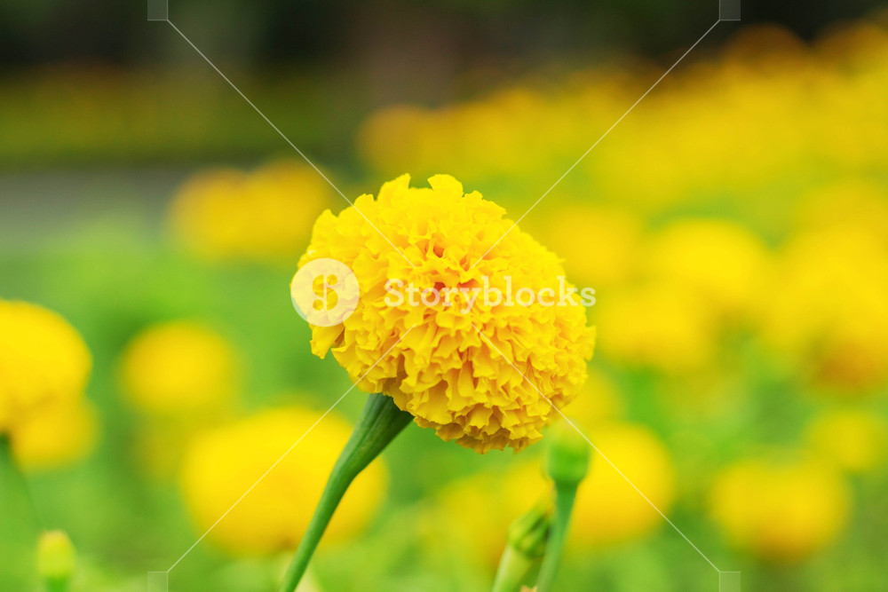 Marigold Flowers With Yellow Background Beauty Royalty Stock