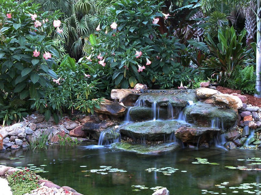 For Nurse 20wallpaper Koi Pond Supplies And Information About Ponds