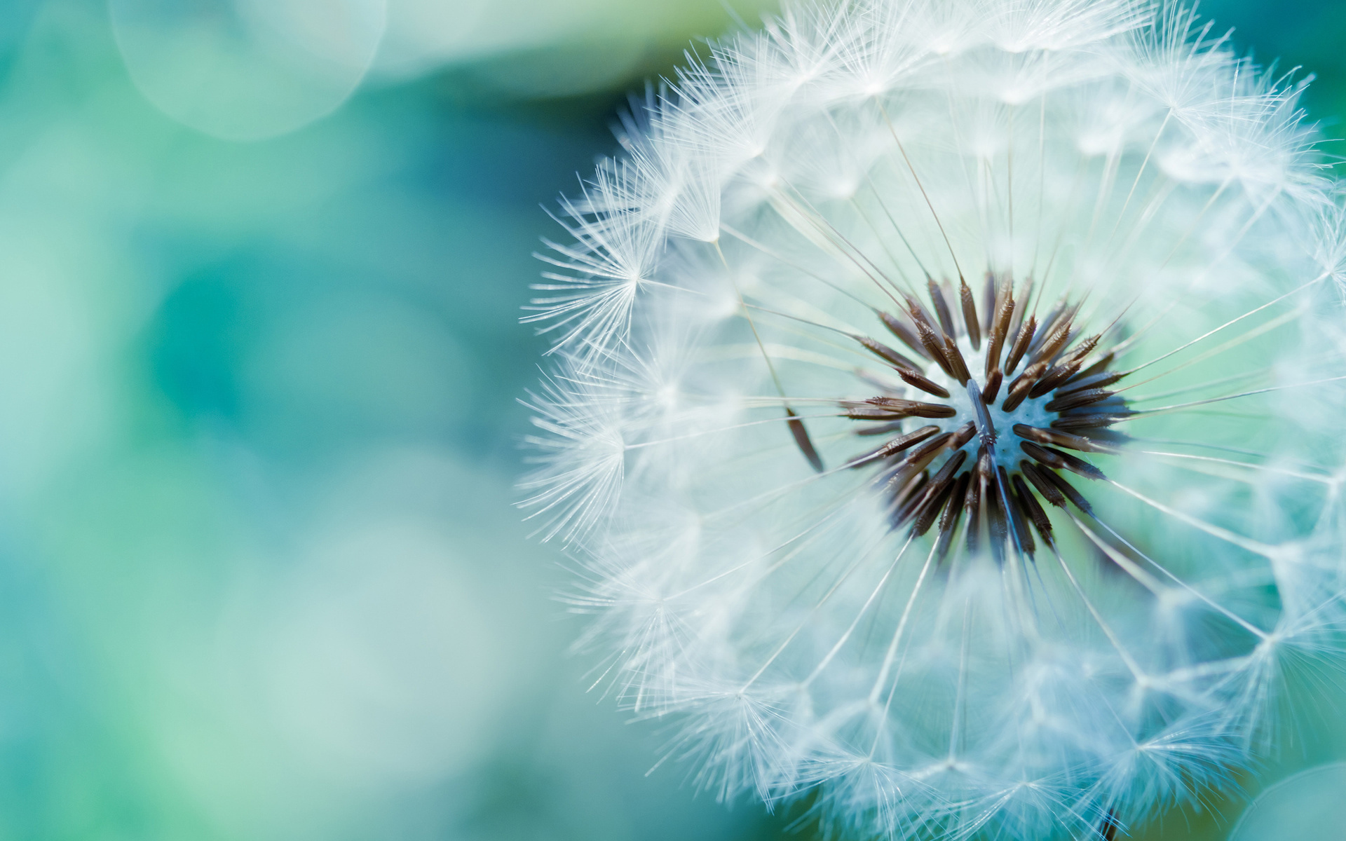 Dandelion Nature Flower Wallpaper