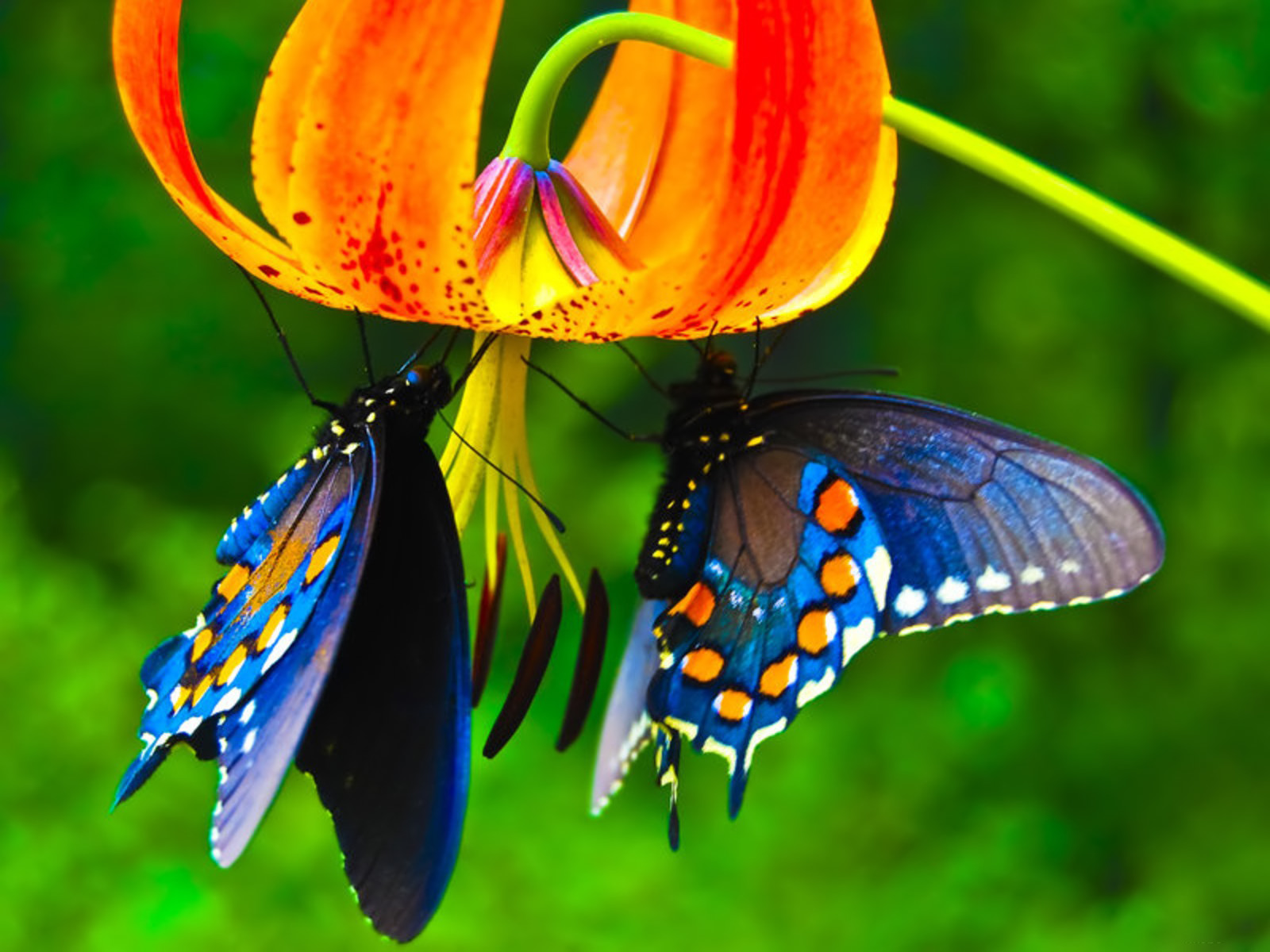 Spring Butterfly Wallpaper For Puter HD Site