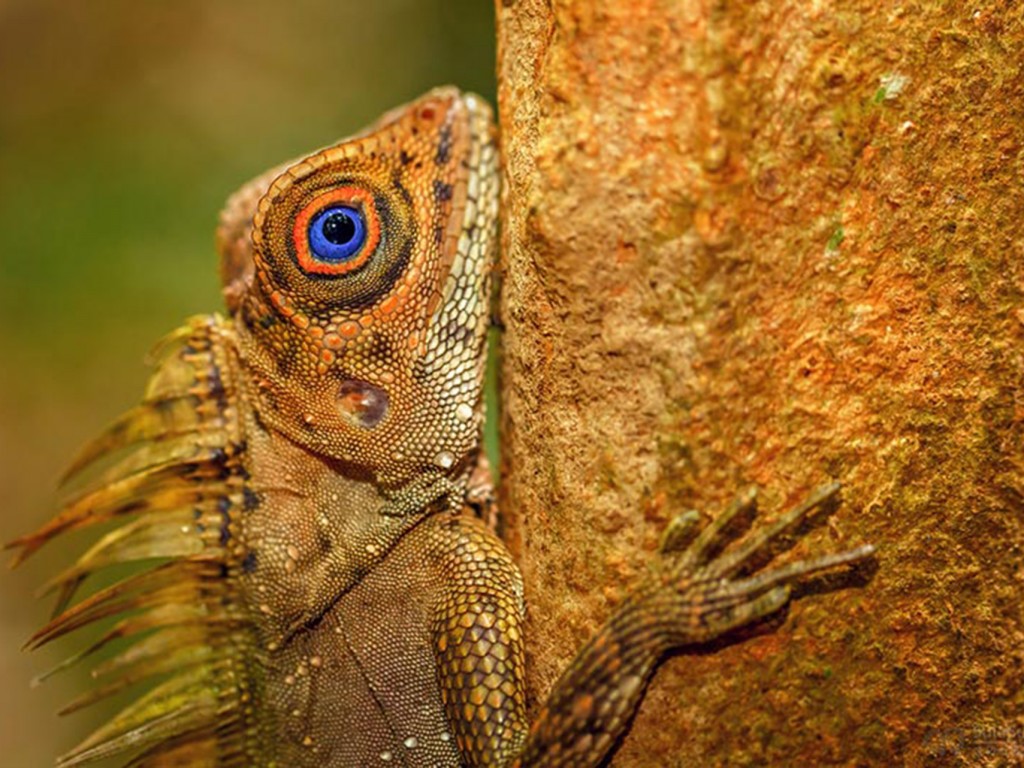 Blue Eyed Angle Headed Lizard Desktop HD Wallpaper