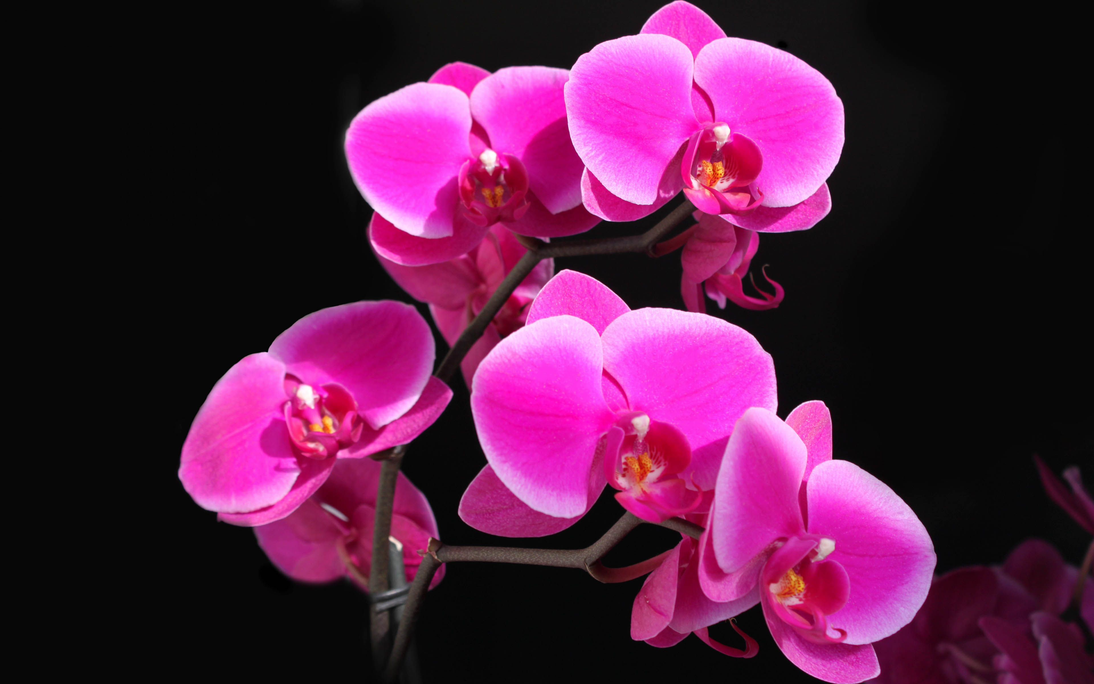 Beautiful Pink Orchid Are Bloom HD Wallpaper