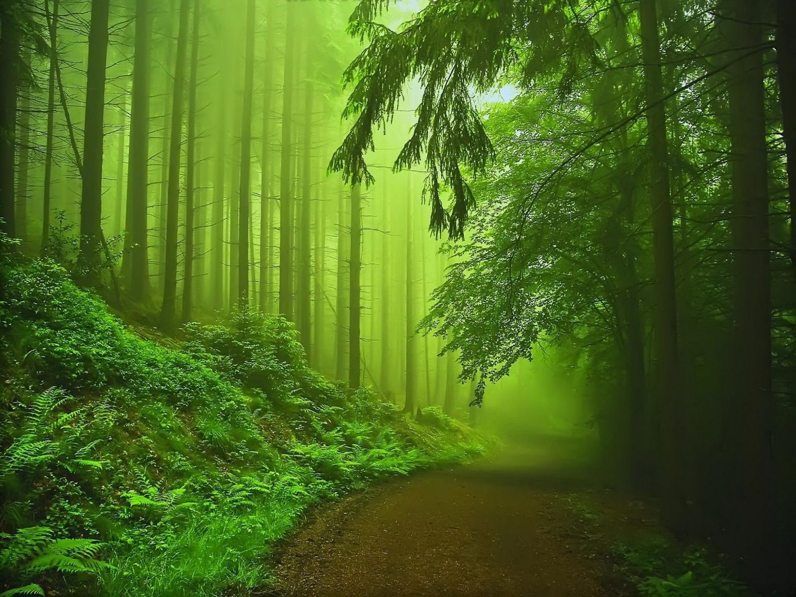 File Name Cool image of green forest mist shrouds desktop wallpaper