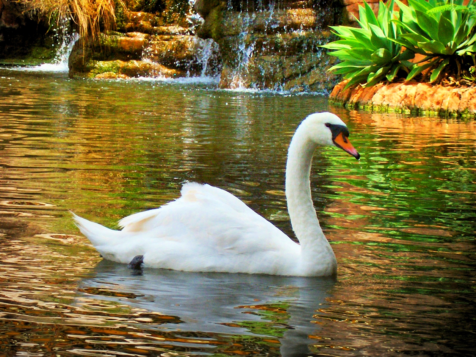 Wallpaper White Swan