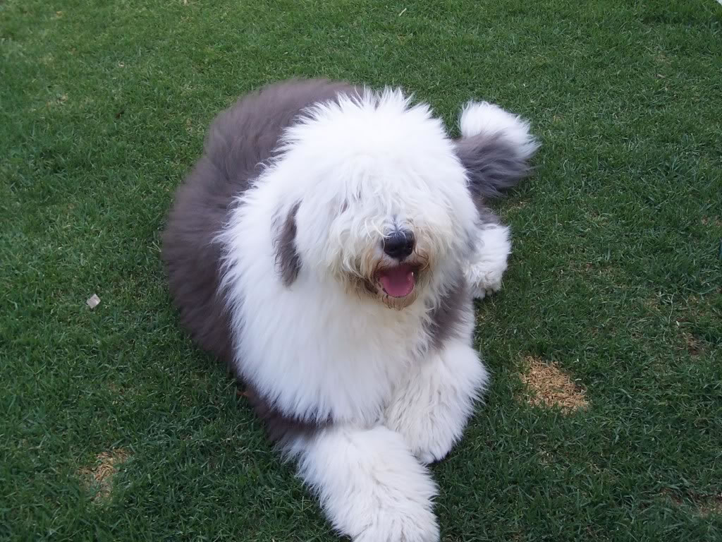 Six month old Old English Sheepdog