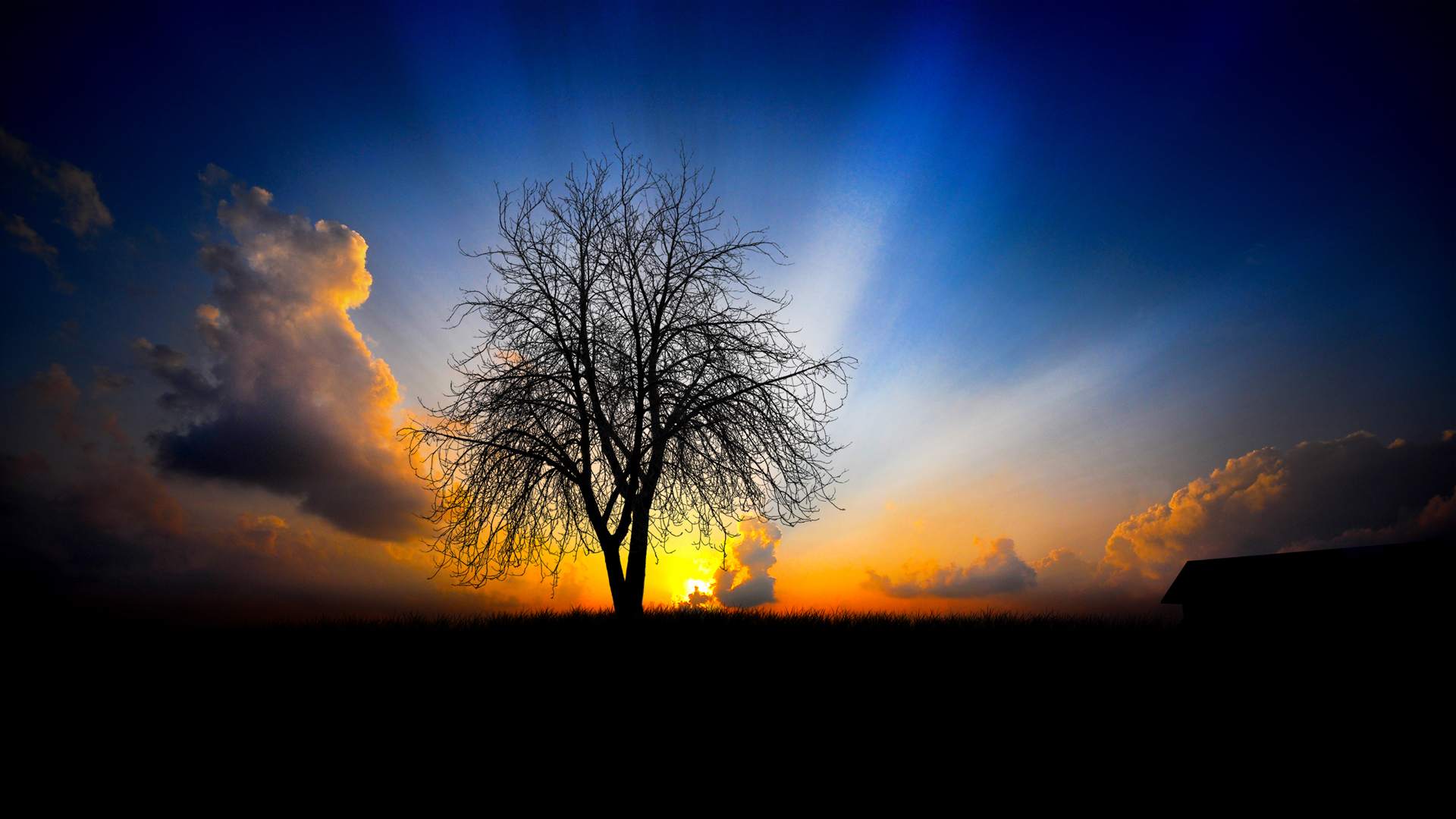 Sunset Wallpaper With Tree
