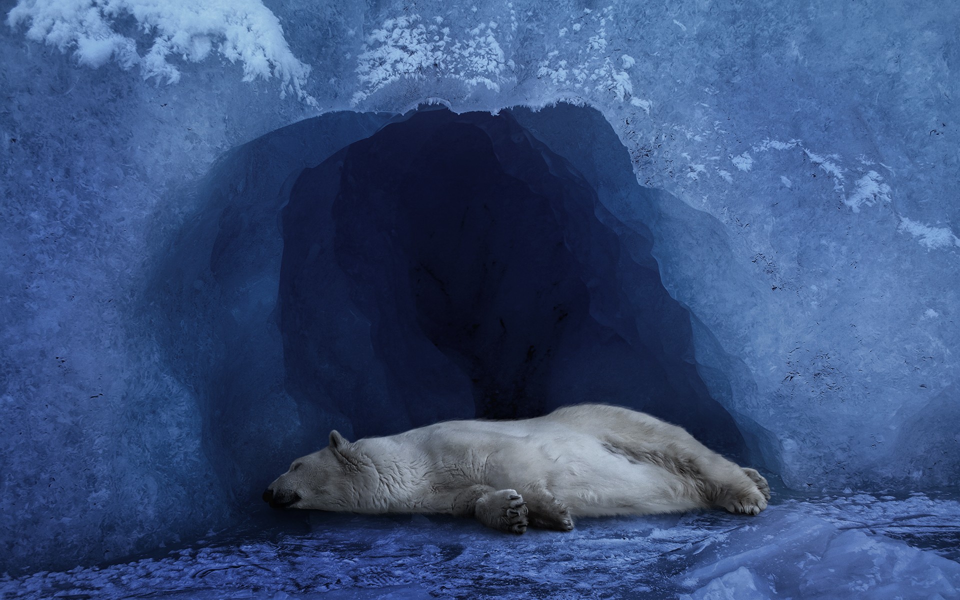 polar bear sleeping in the ice cave Desktop wallpapers 1280x720
