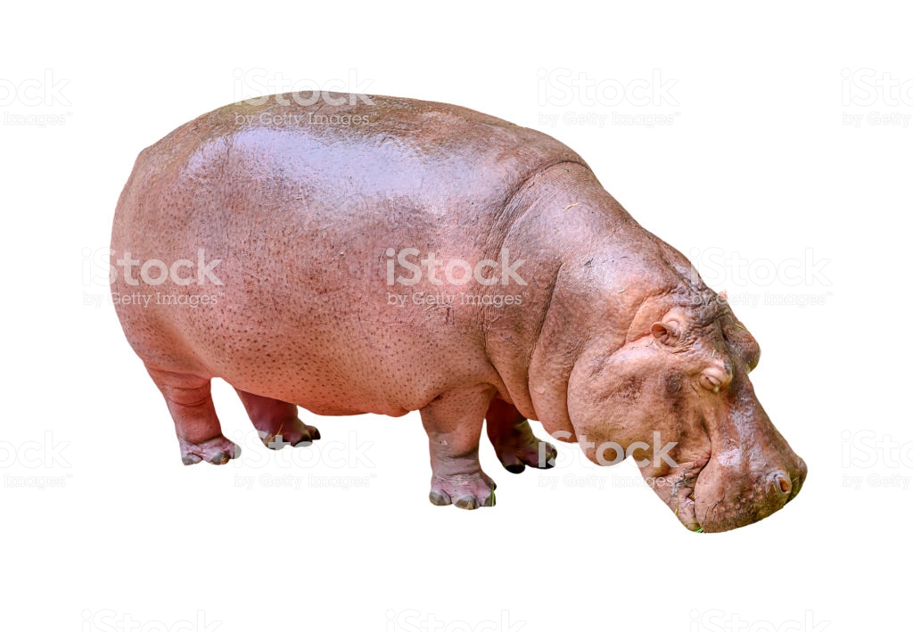 Free download Hippopotamus On White Background Stock Photo Download