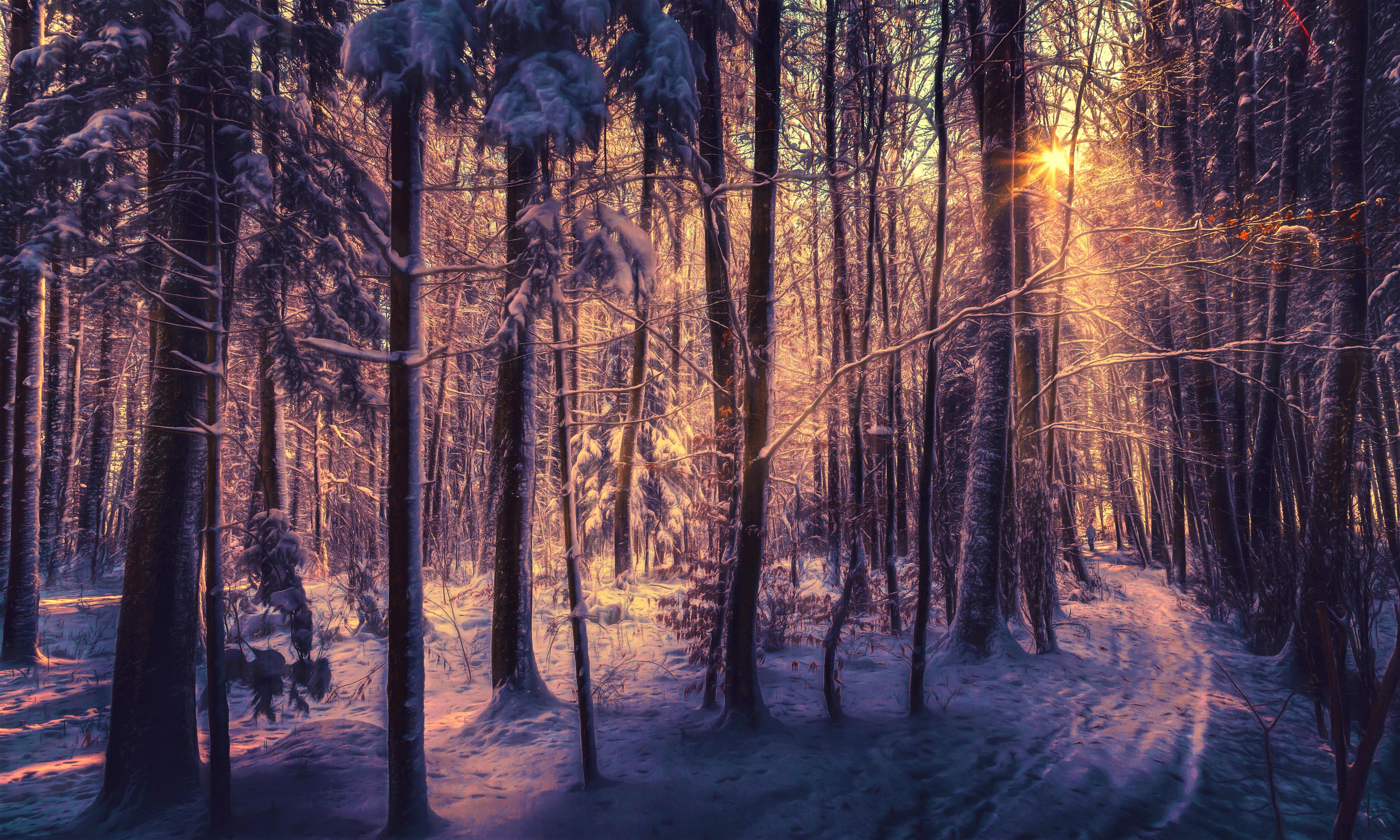 Sunset In Winter Forest