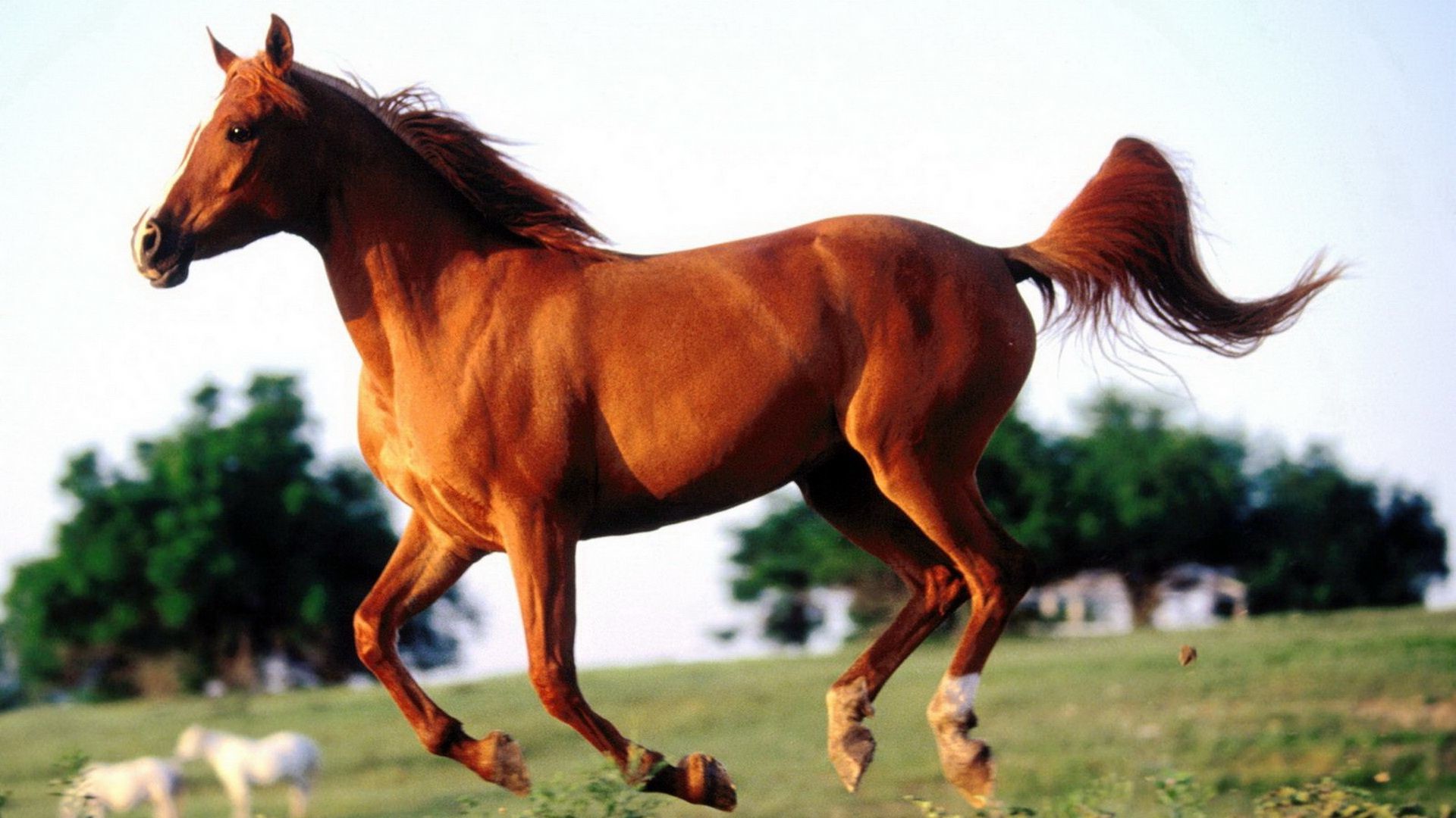 Arabian Horse Background