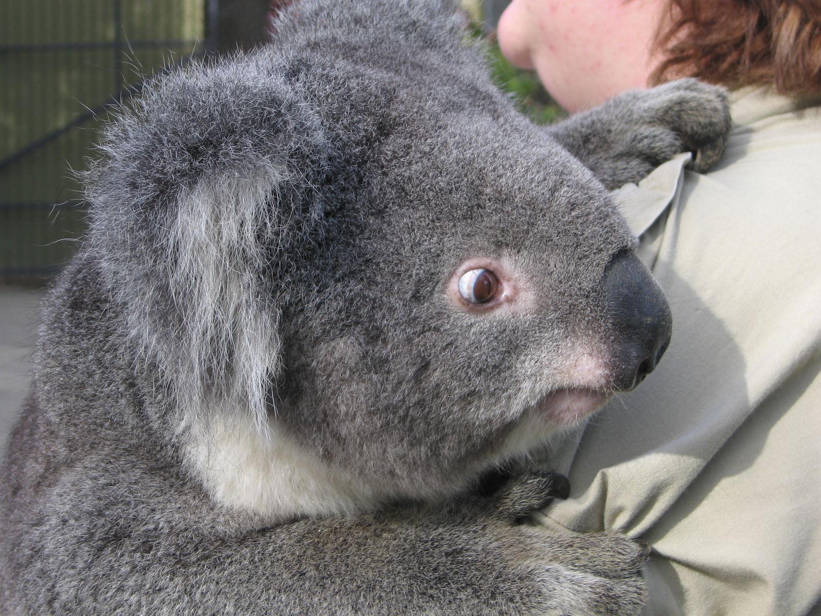 Koala Wallpaper Funny Animals