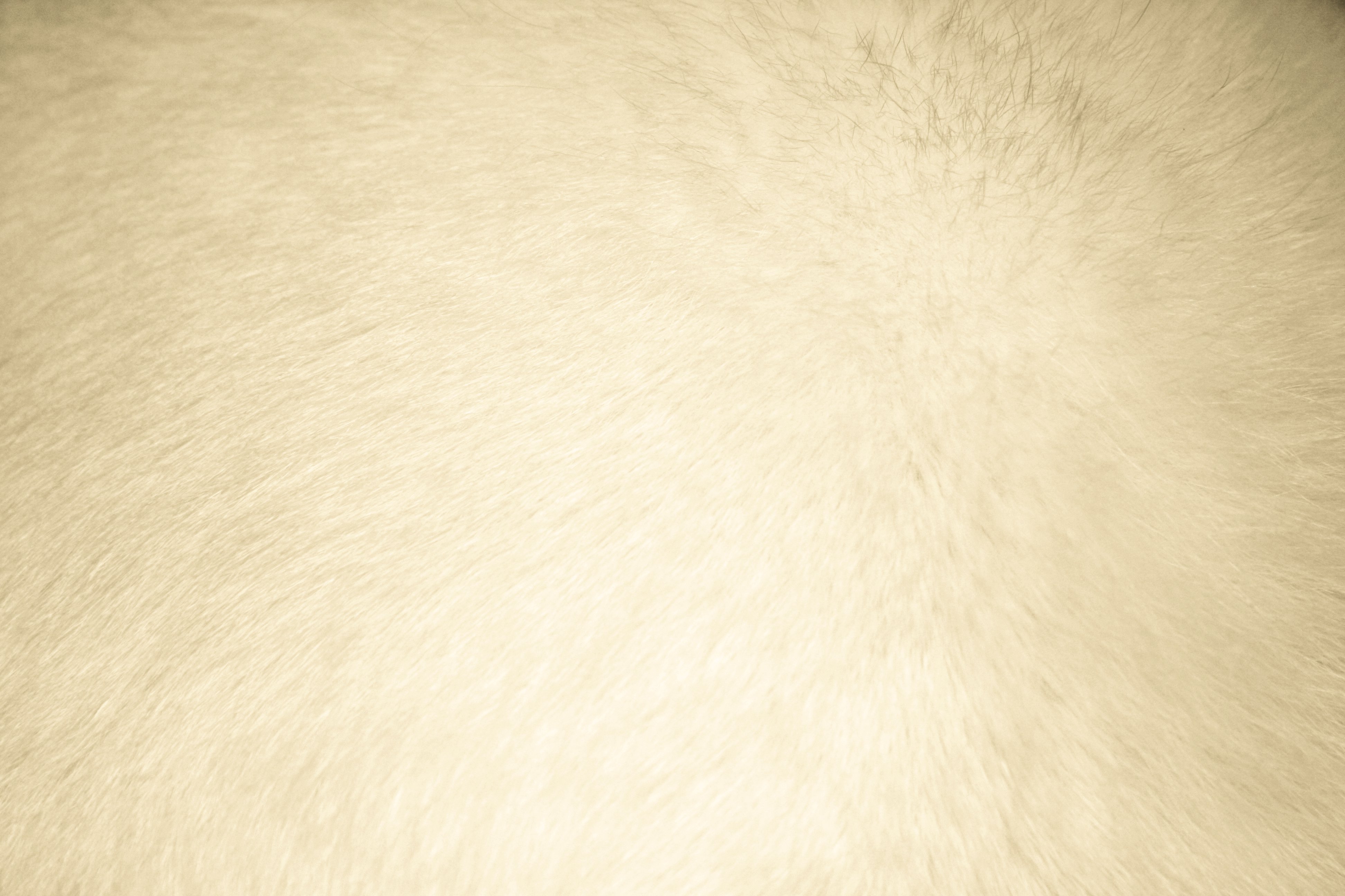 Beige Fur Texture   Free High Resolution Photo   Dimensions 3888