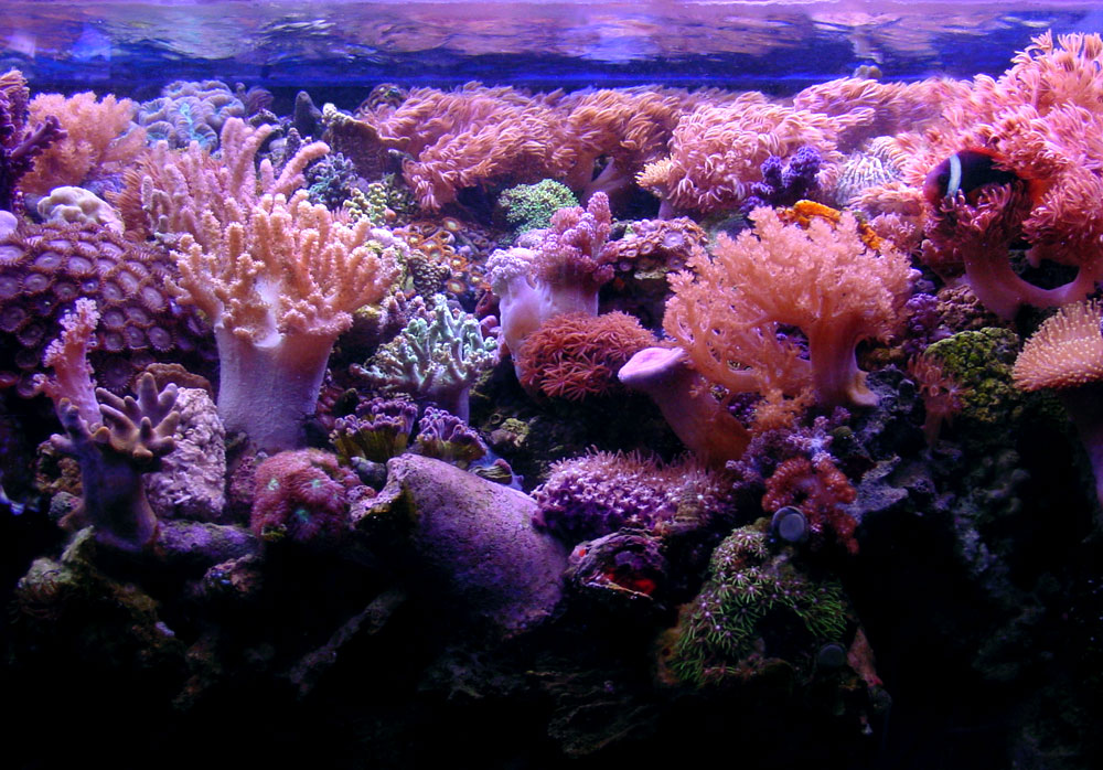 Reef Aquarium Desk Top Wallpaper